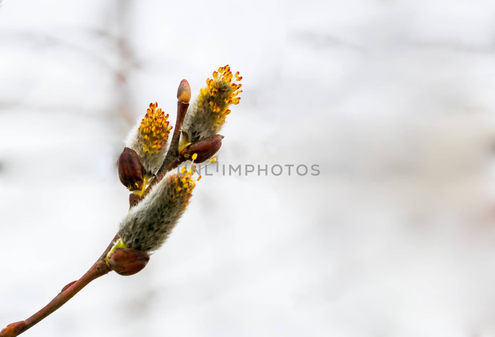 Salix caprea Pendula yellow and red Pussy Willow in bloom covered in pollen with fresh new growth on 3 buds