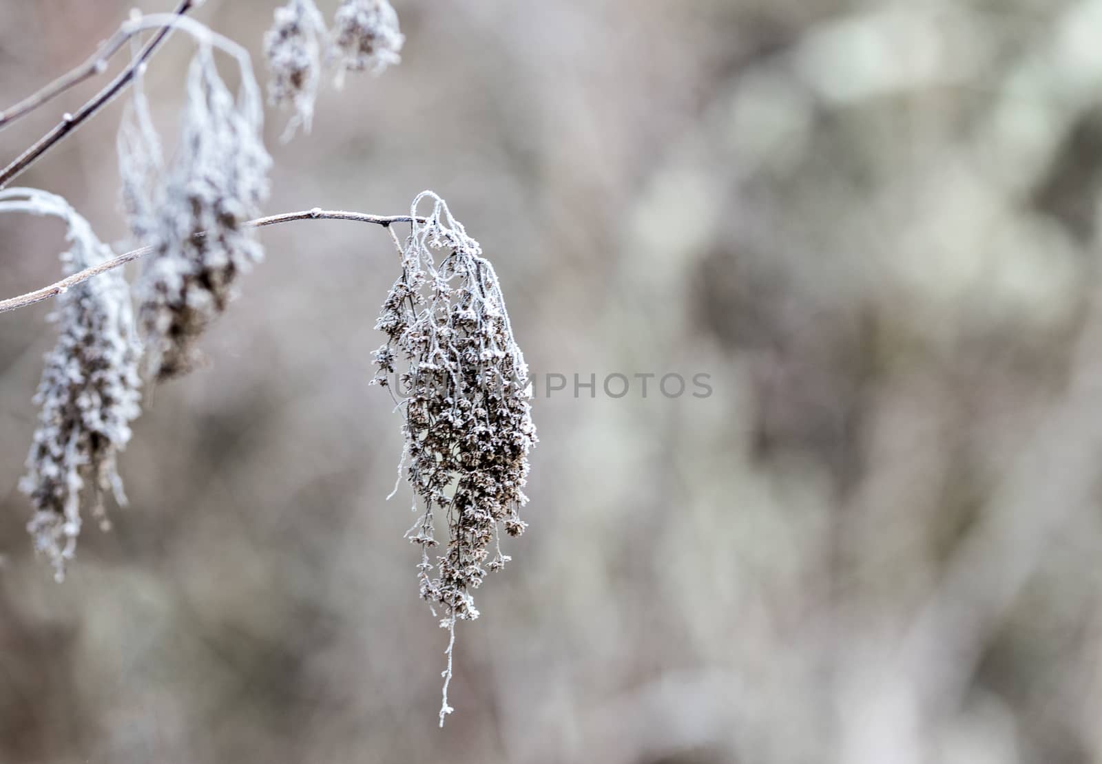 Dried frozen plant at the end of a twig covered in frosty dew with a blurred background