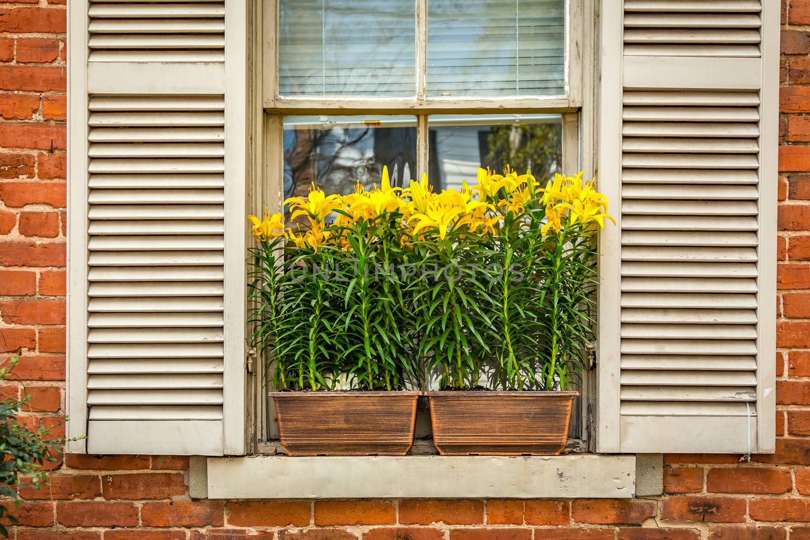 The Window Box by adifferentbrian