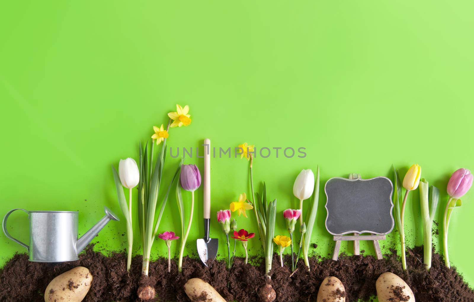 Spring flower bed, with planted potatoes, spring onions, and garden tools laid flat on green paper background 