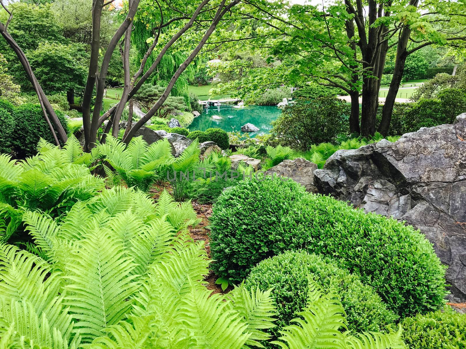 Fern growing in a beautiful green garden with a turquoise pond.