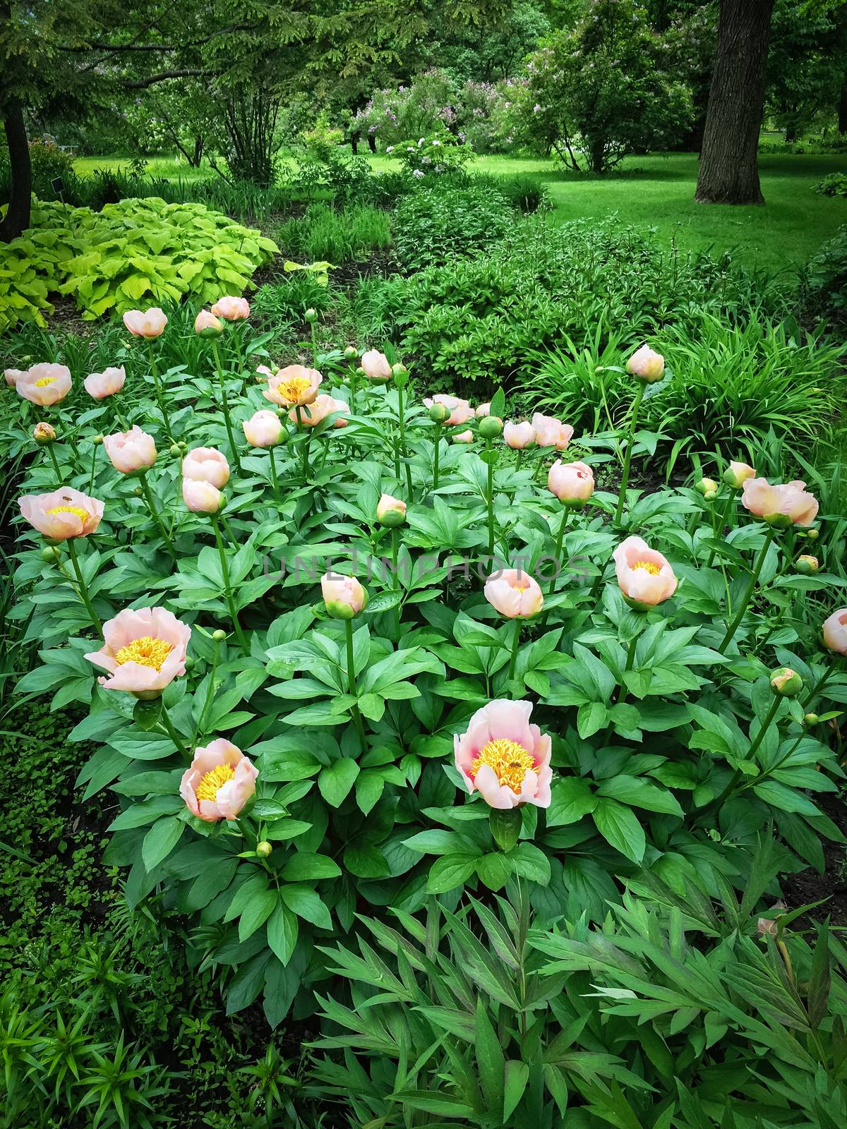 Pink peony blooming in the beautiful summer garden.