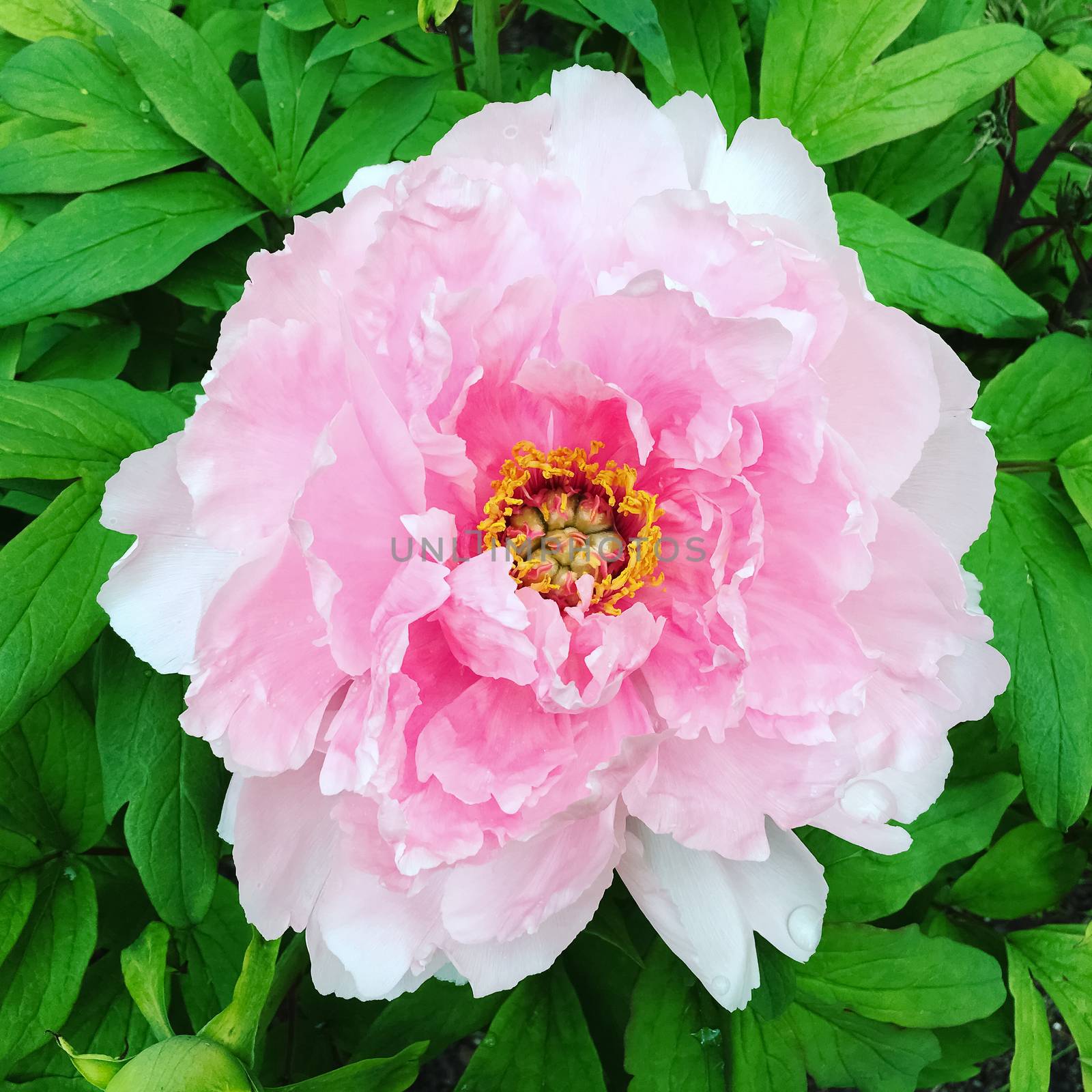 Close-up of a delicate pink peony by anikasalsera