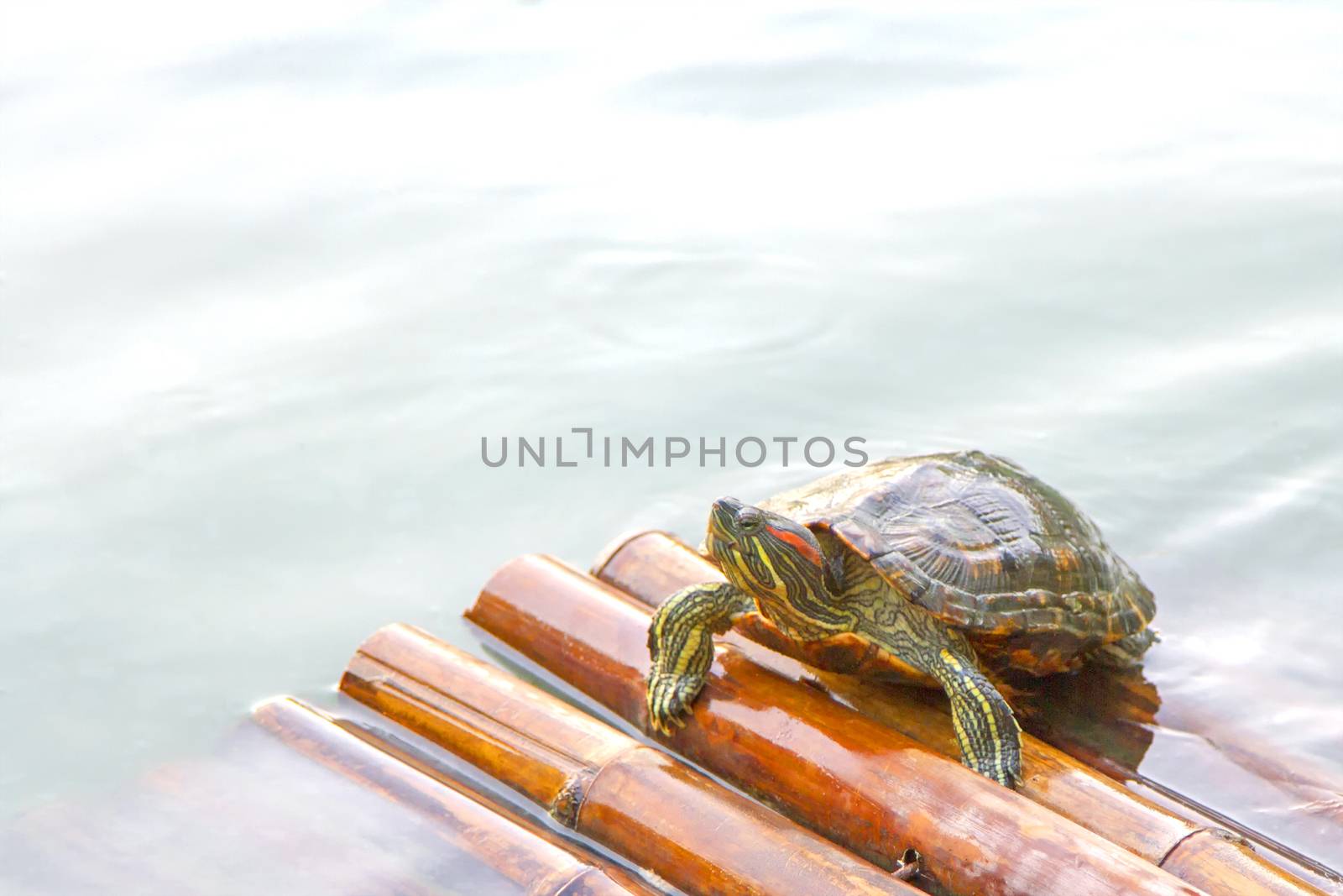 One turtle on bamboo raft in water by TakerWalker