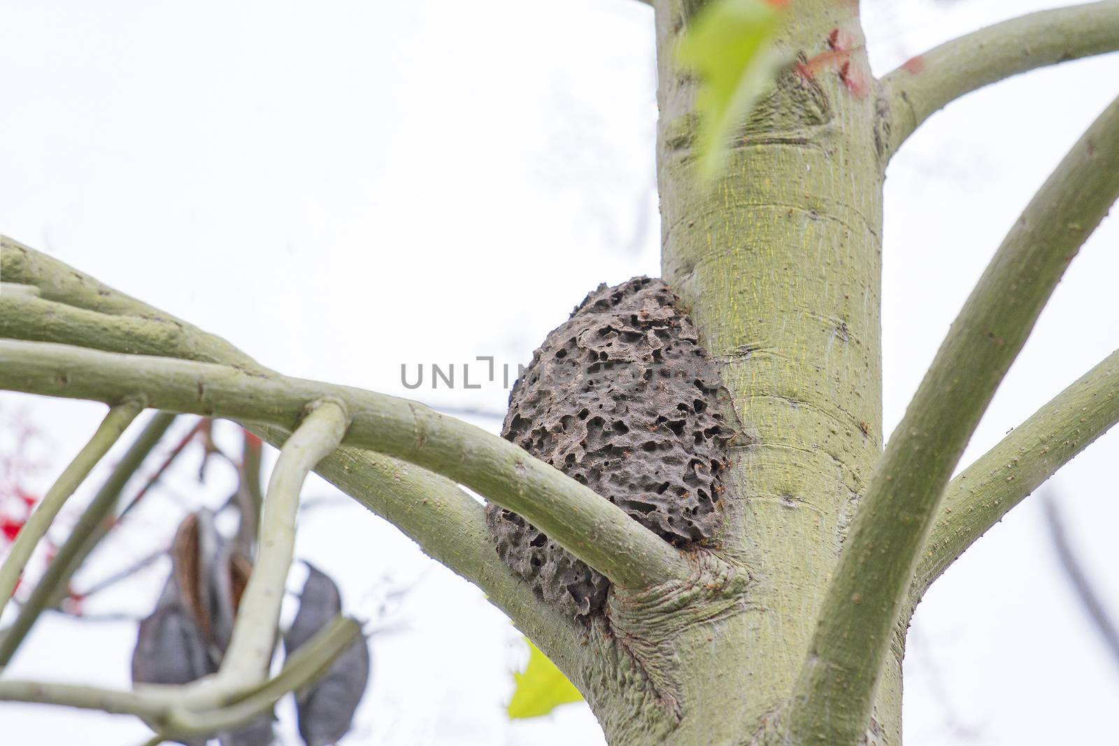 The nest black ant on tree