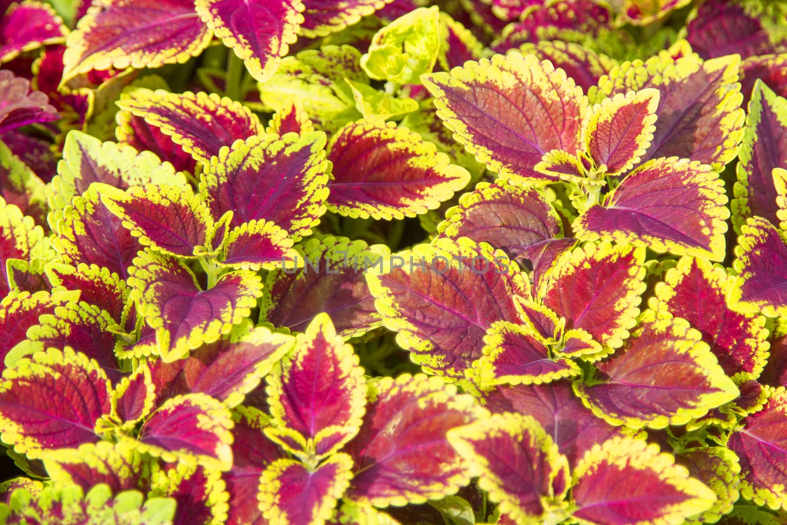 Red leaves, green edges, many beautiful leaves.