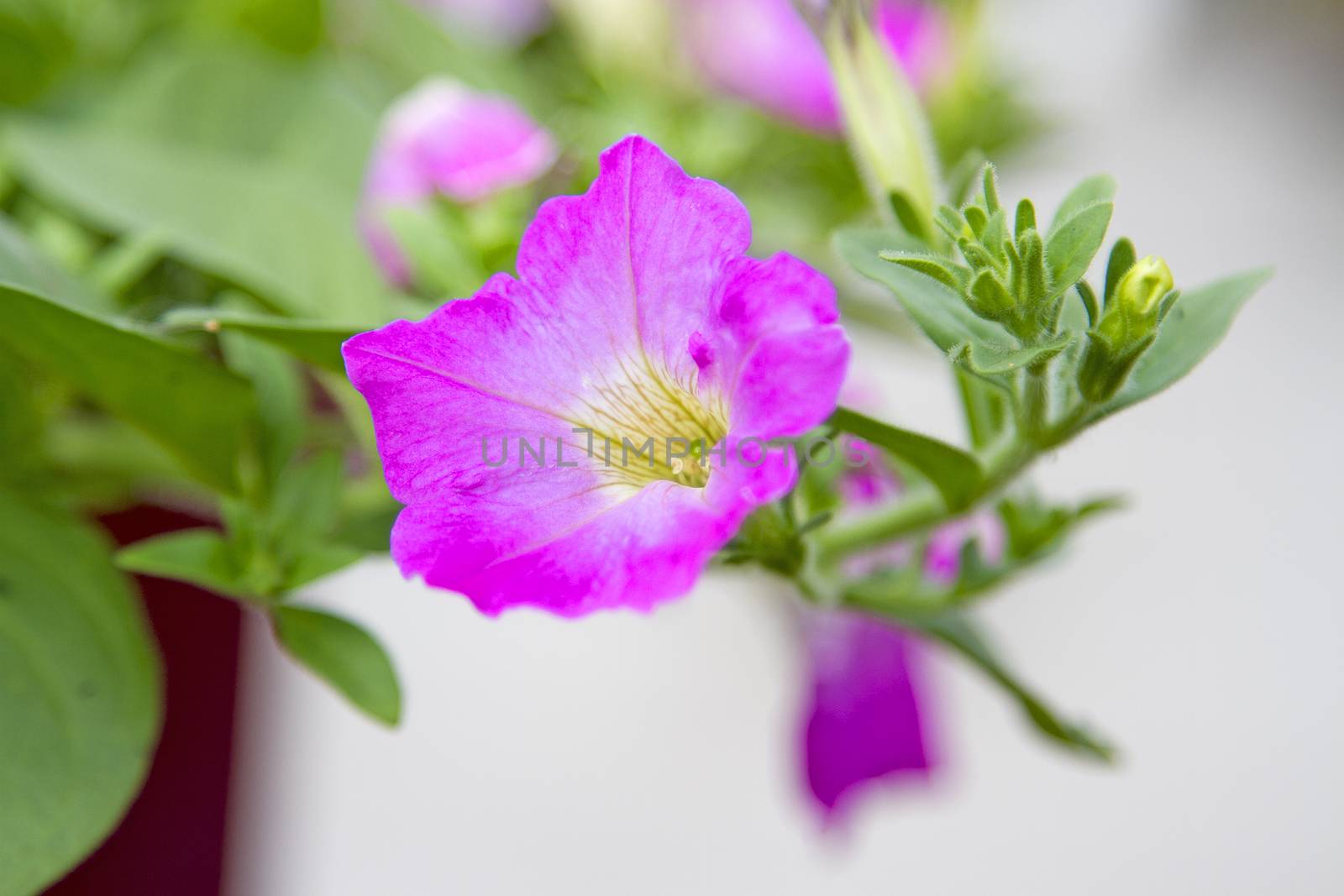 Pink flowers with beautiful green flower stems.