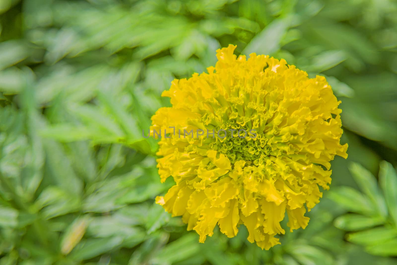 One yellow flower With a green leaf background