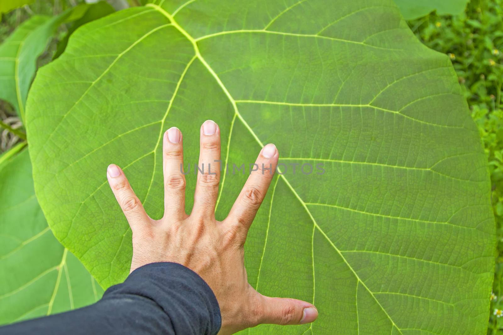 Spread your hands with big leaves.