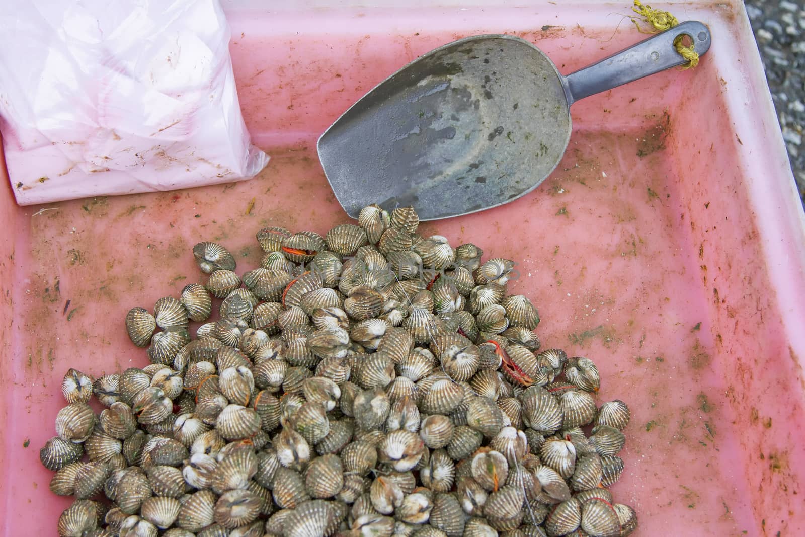 Scallop in the pink pickup and ladle lap