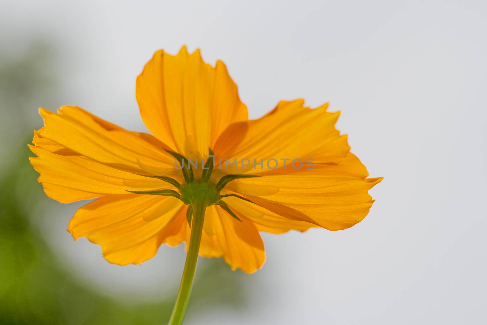 The bottom of the orange flower by TakerWalker