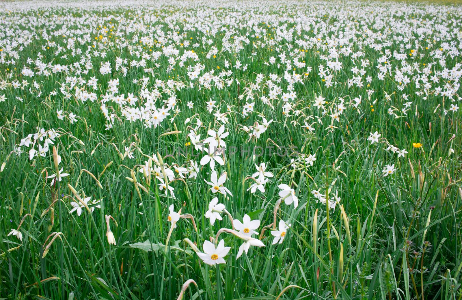 Wild white narcissuses flowering on green spring meadow field