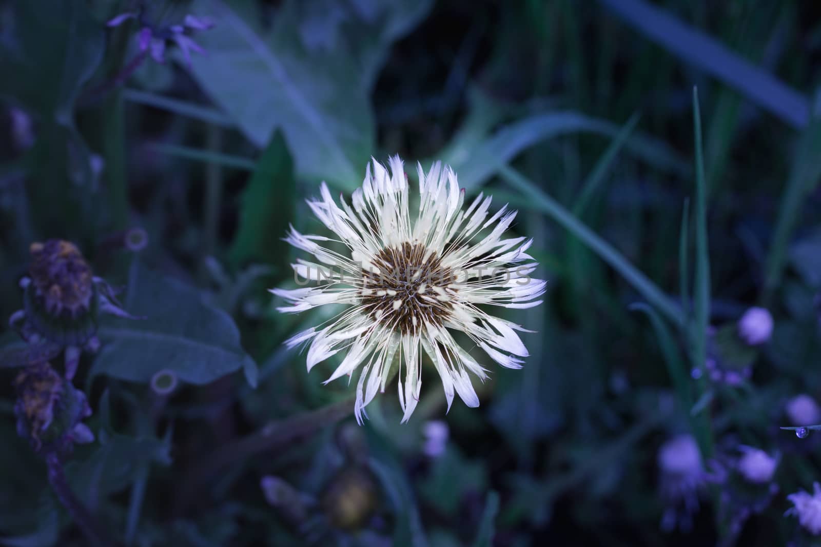 Close up of wet white blowball dandelion taraxacum core on green spring wild meadow