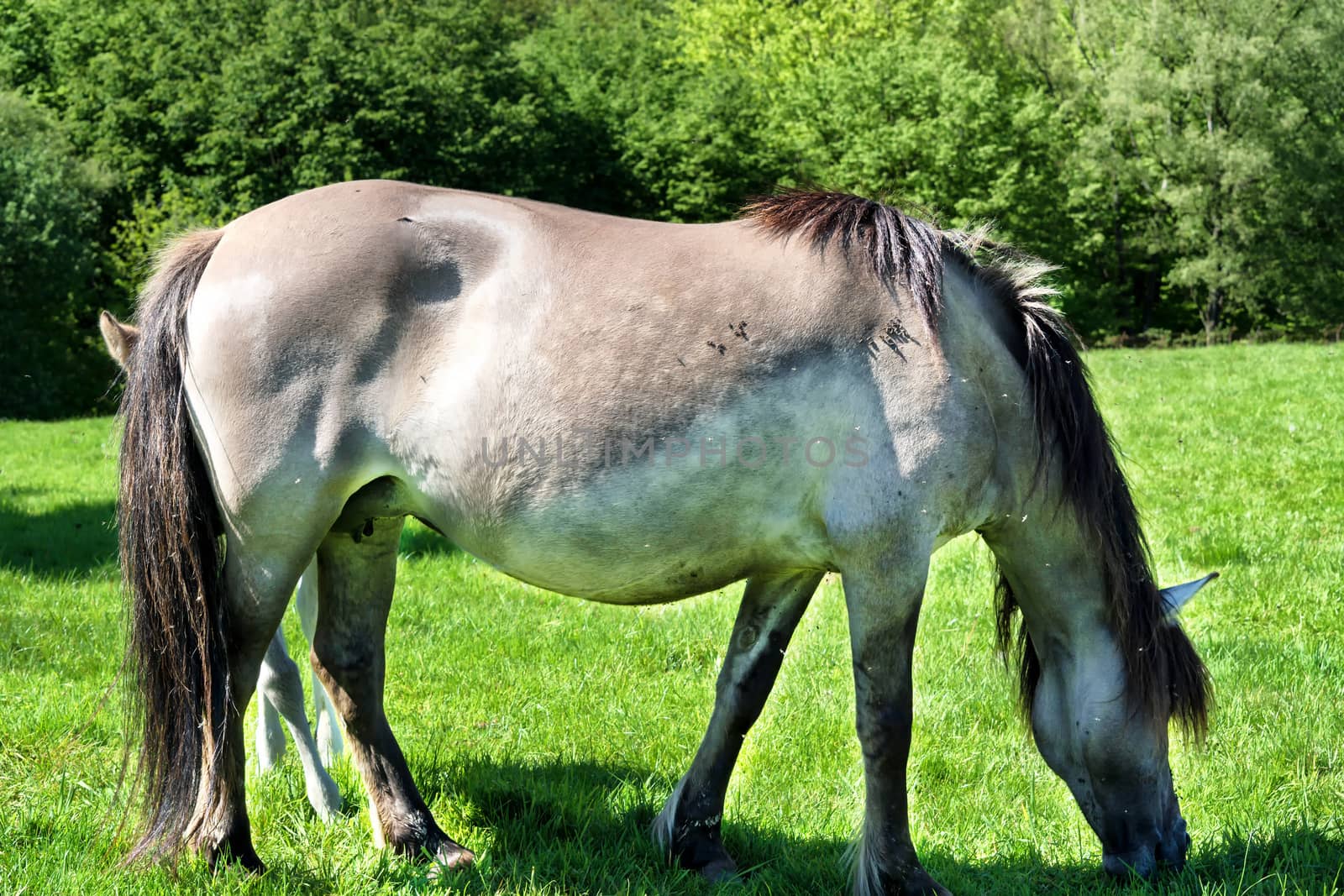 Tarpane Wild horse herd in Neandertal by JFsPic