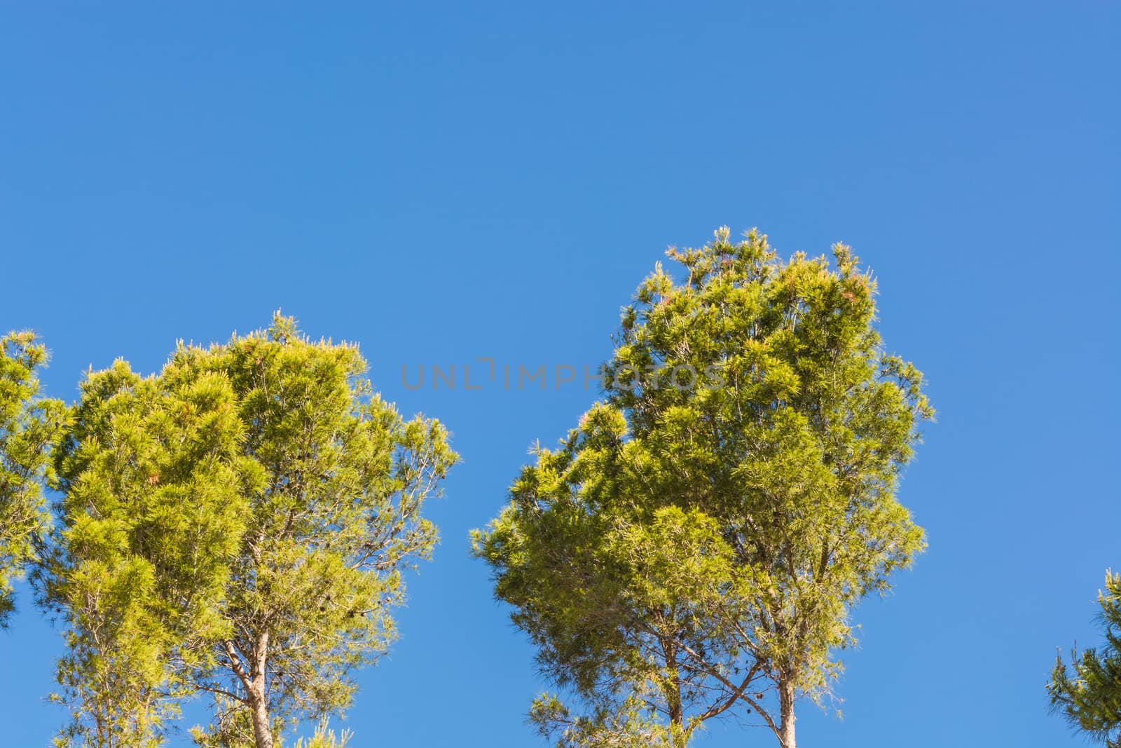 Landscape, tree tops of pine trees and palm trees on mediterranean sea in Majorca in Spain against blue sky.