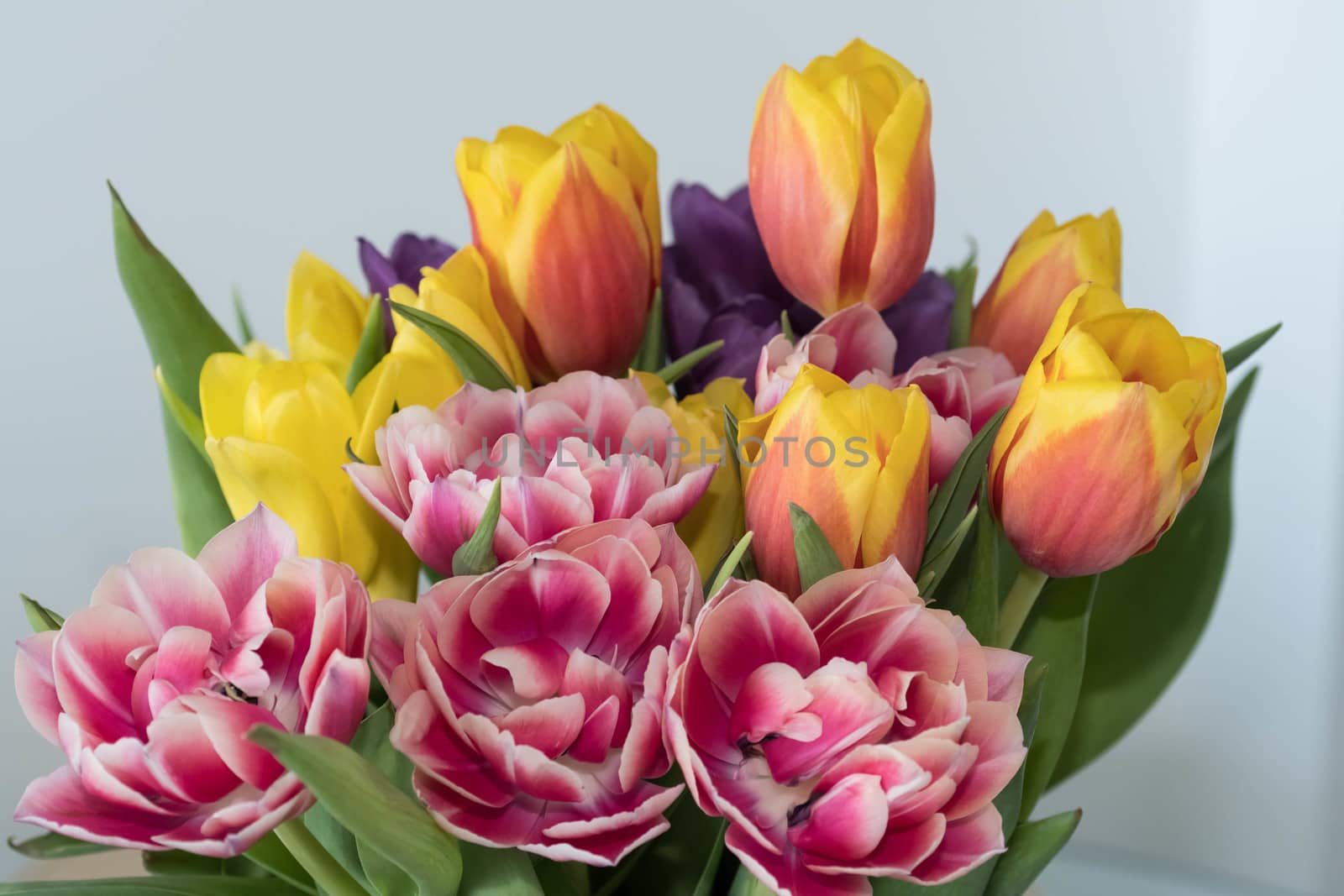A bunch of Spring tulips