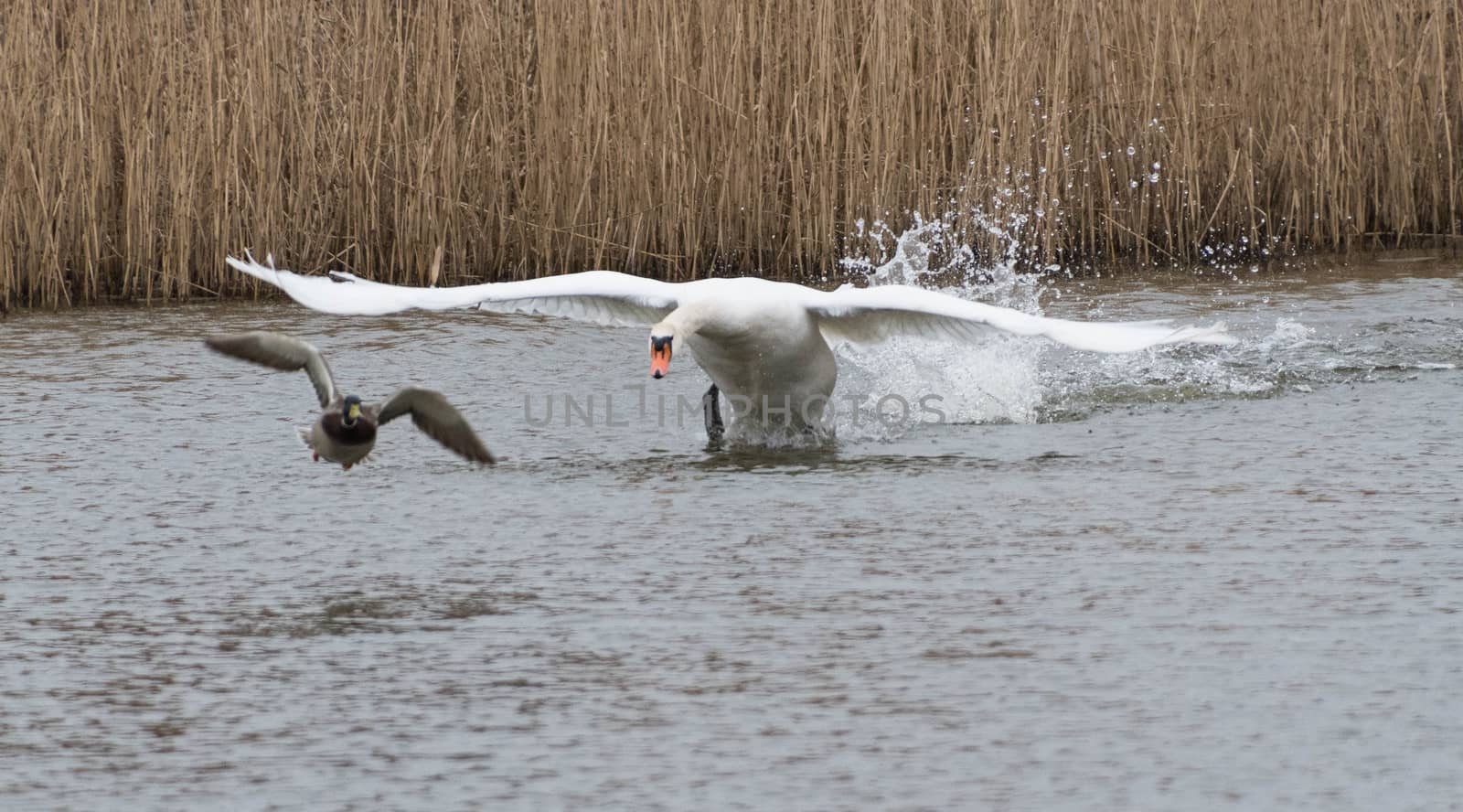 A male swan clearing his lake during nesting season