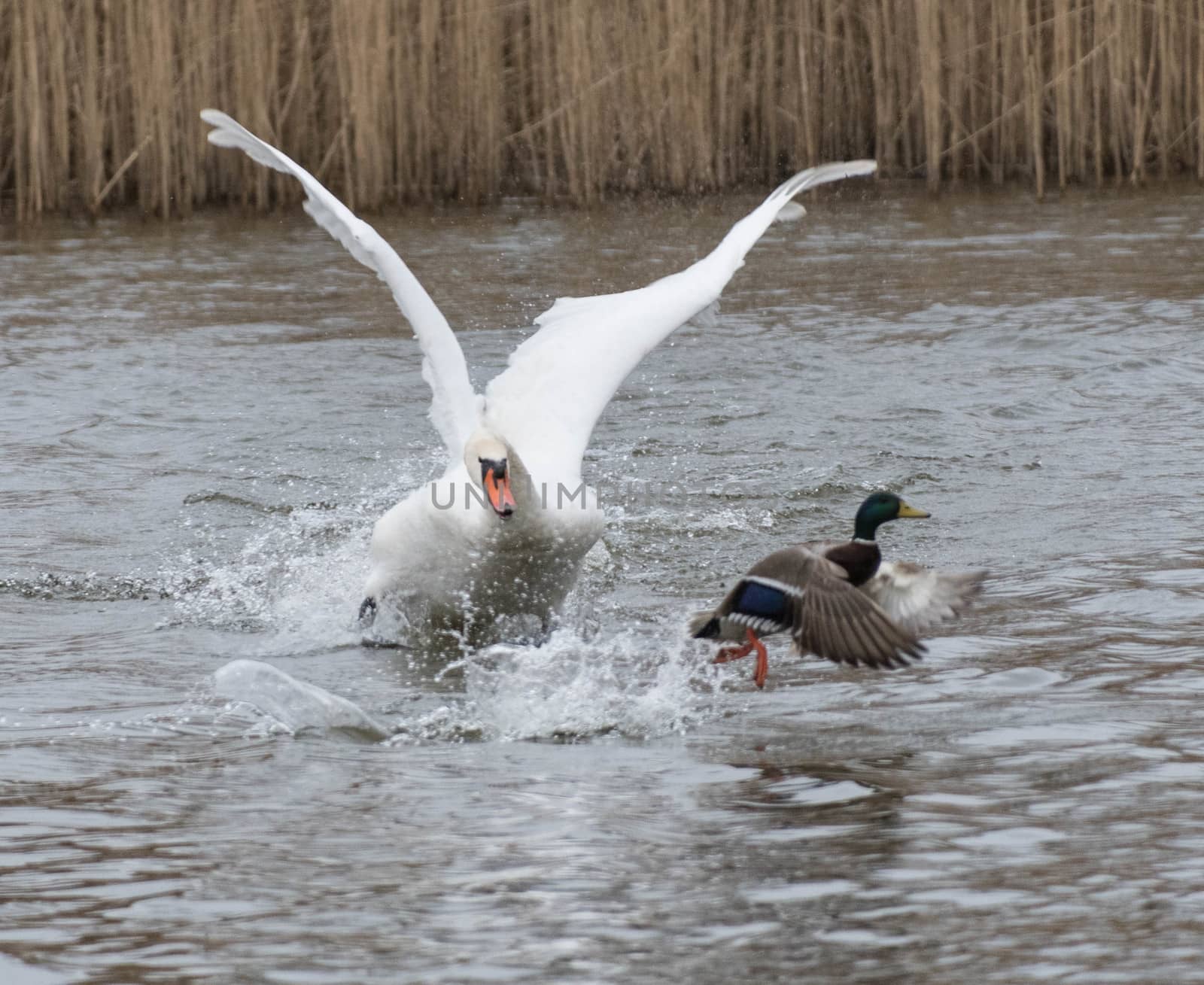 Swan targets a duck 04 by riverheron_photos