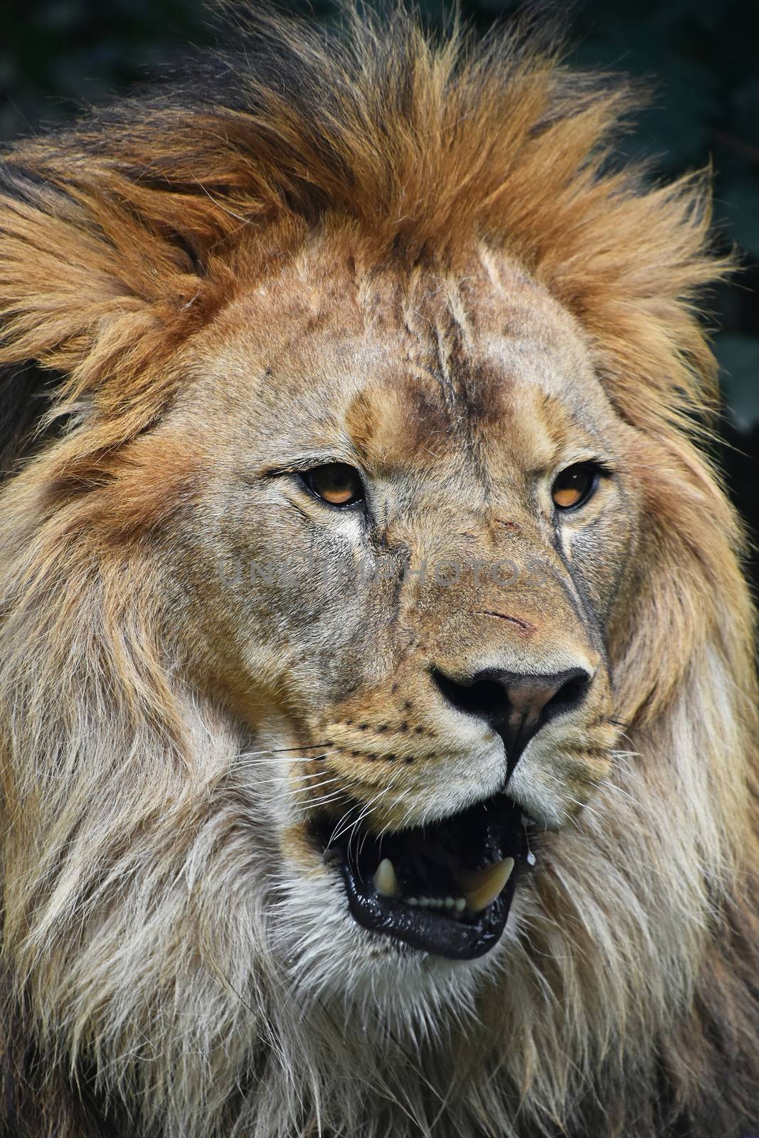 Close up portrait of young male African lion with beautiful mane, looking at camera with mouth open, low angle view