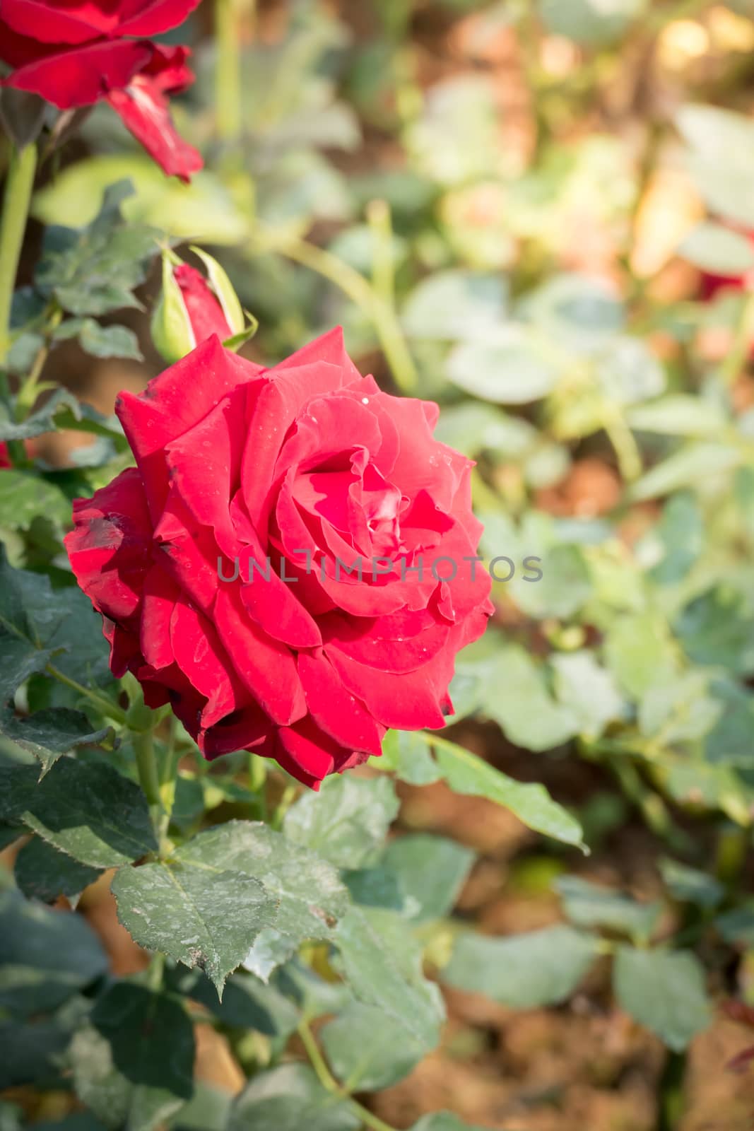 Roses in the garden, Roses are beautiful with a beautiful sunny day.