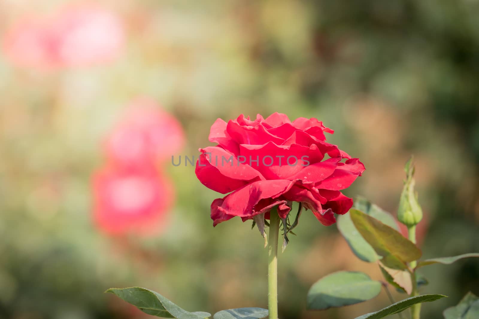 Roses in the garden, Roses are beautiful with a beautiful sunny day.