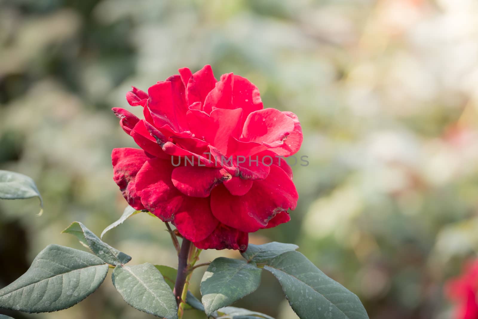 Roses in the garden, Roses are beautiful with a beautiful sunny day.