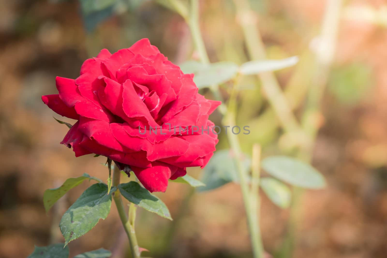 Roses in the garden, Roses are beautiful with a beautiful sunny day.