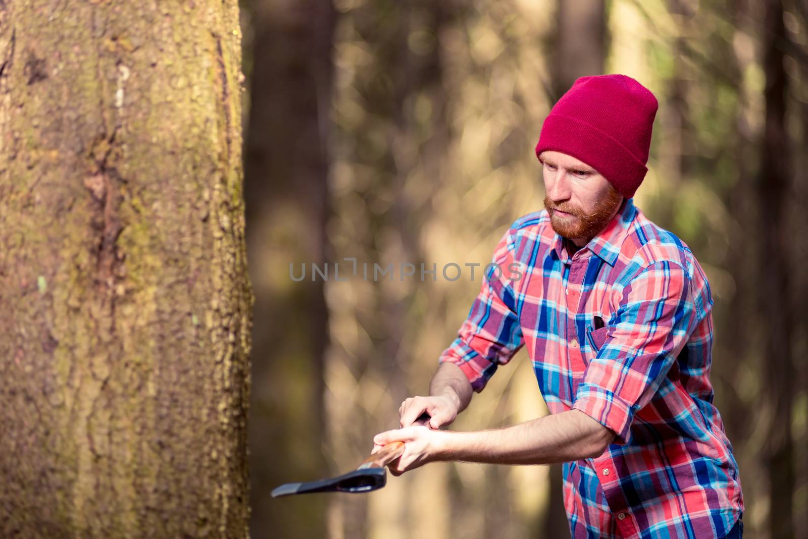 lumberjack while working with an ax, a forester - a hipster chopping a tree