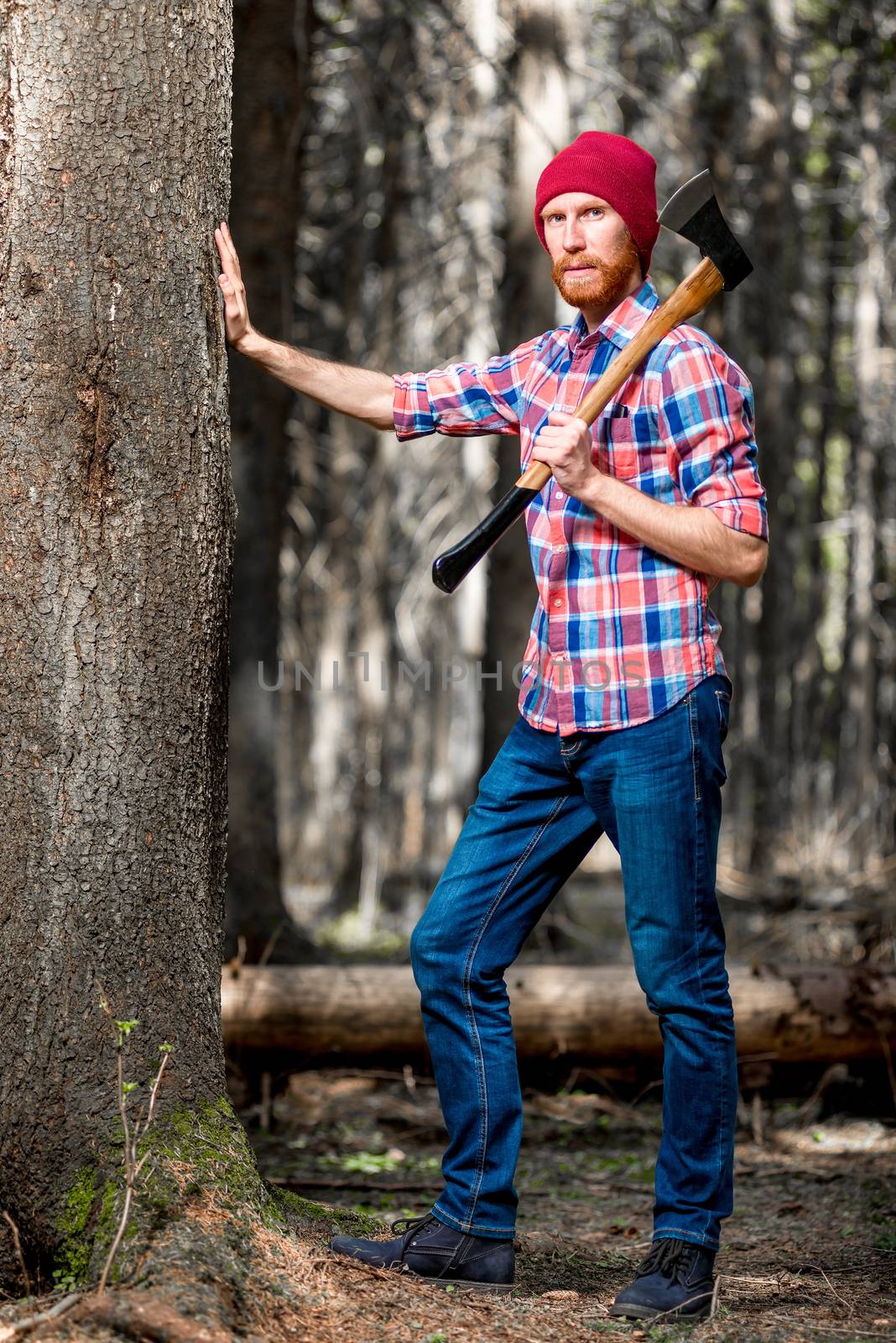 forester checks the condition of trees in the forest, touches the bark of a tree