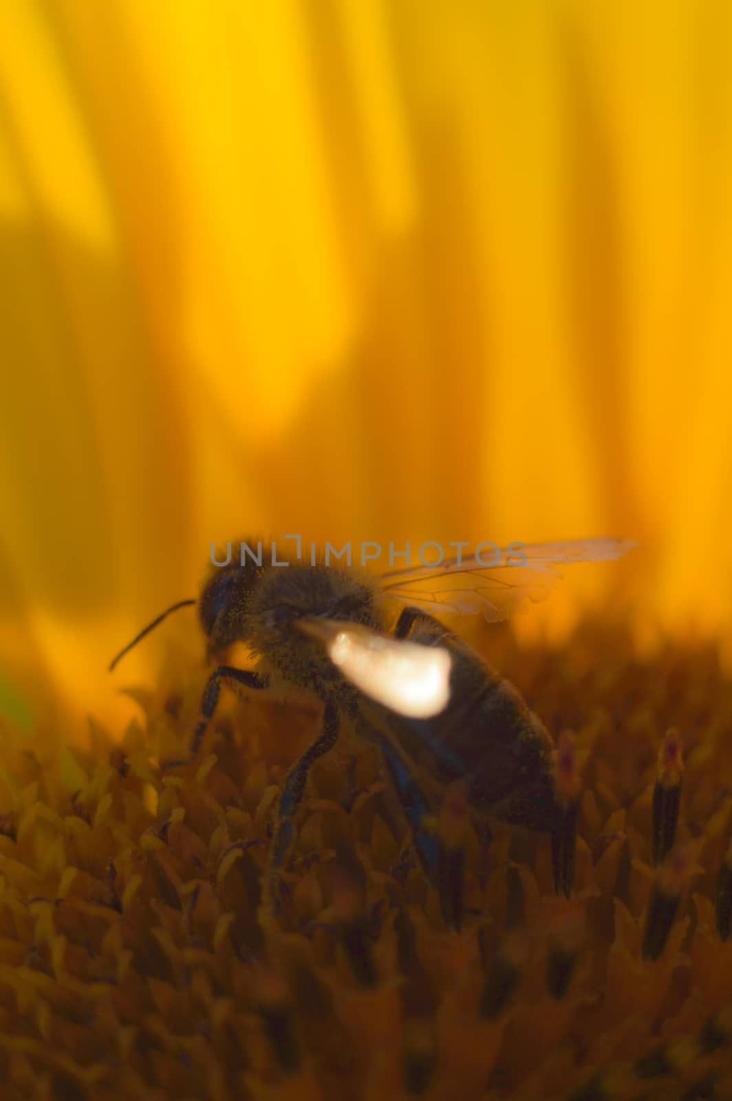flowers as a colorful background, macro photo, nature series