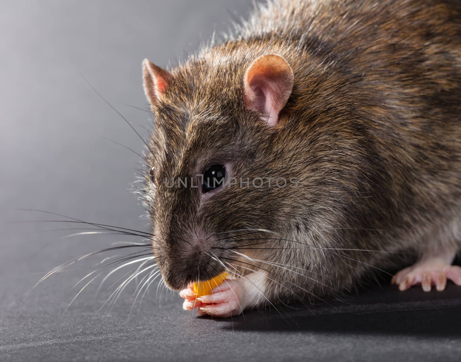 animal gray rat eating on a black background