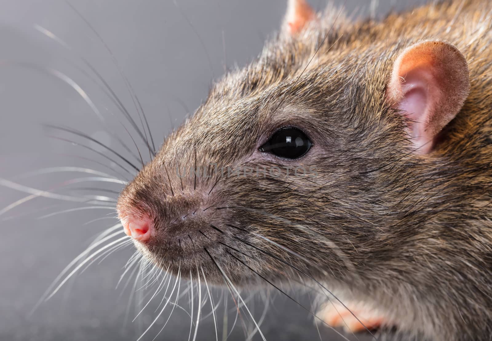animal gray rat close-up on a black background