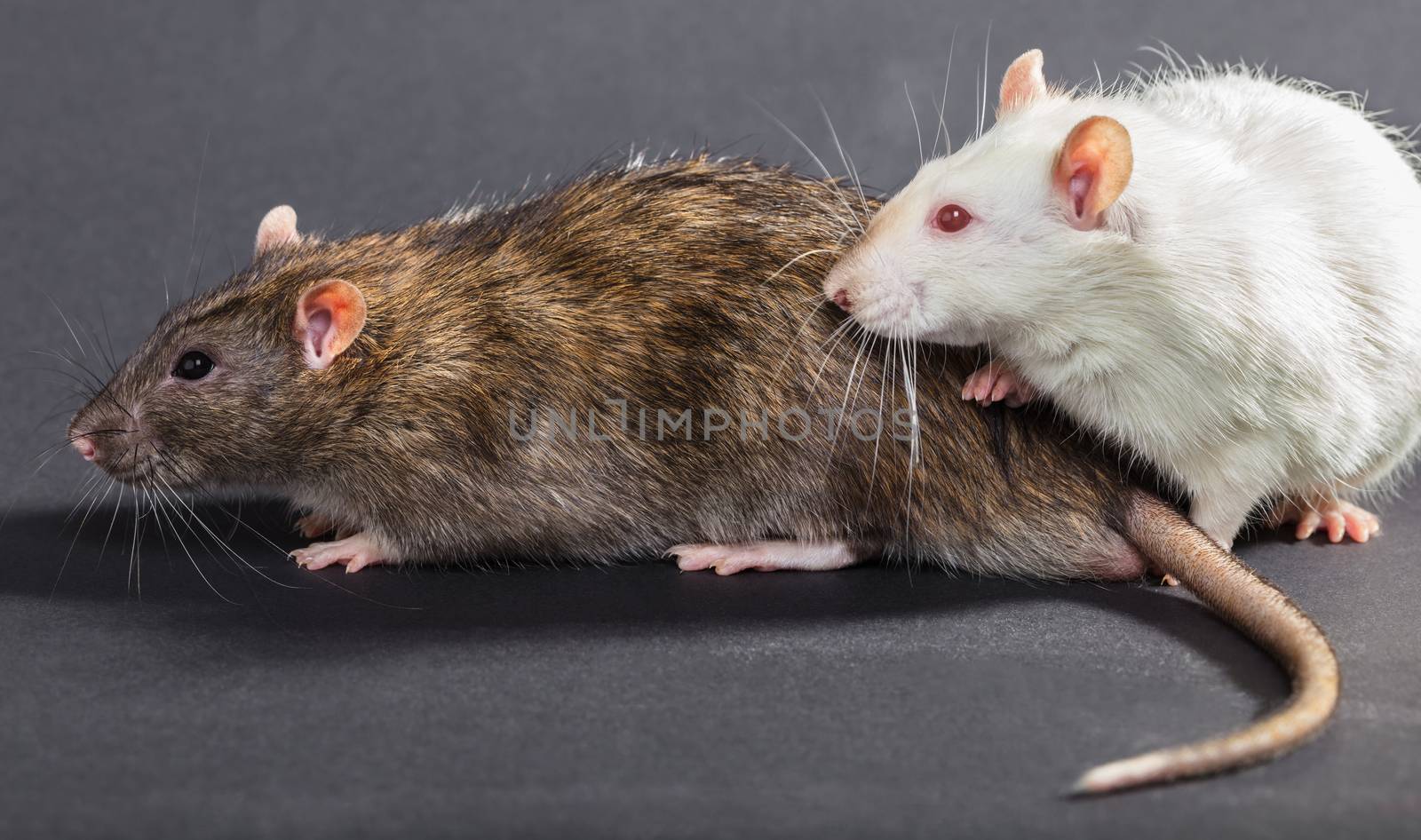 white and gray rats on a black background