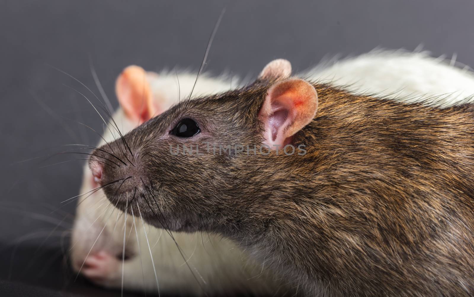 white and gray rats on a black background