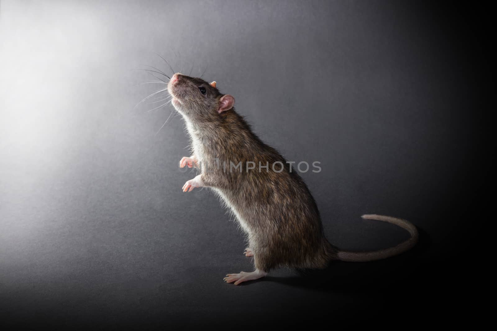 animal gray rat standing on a black background