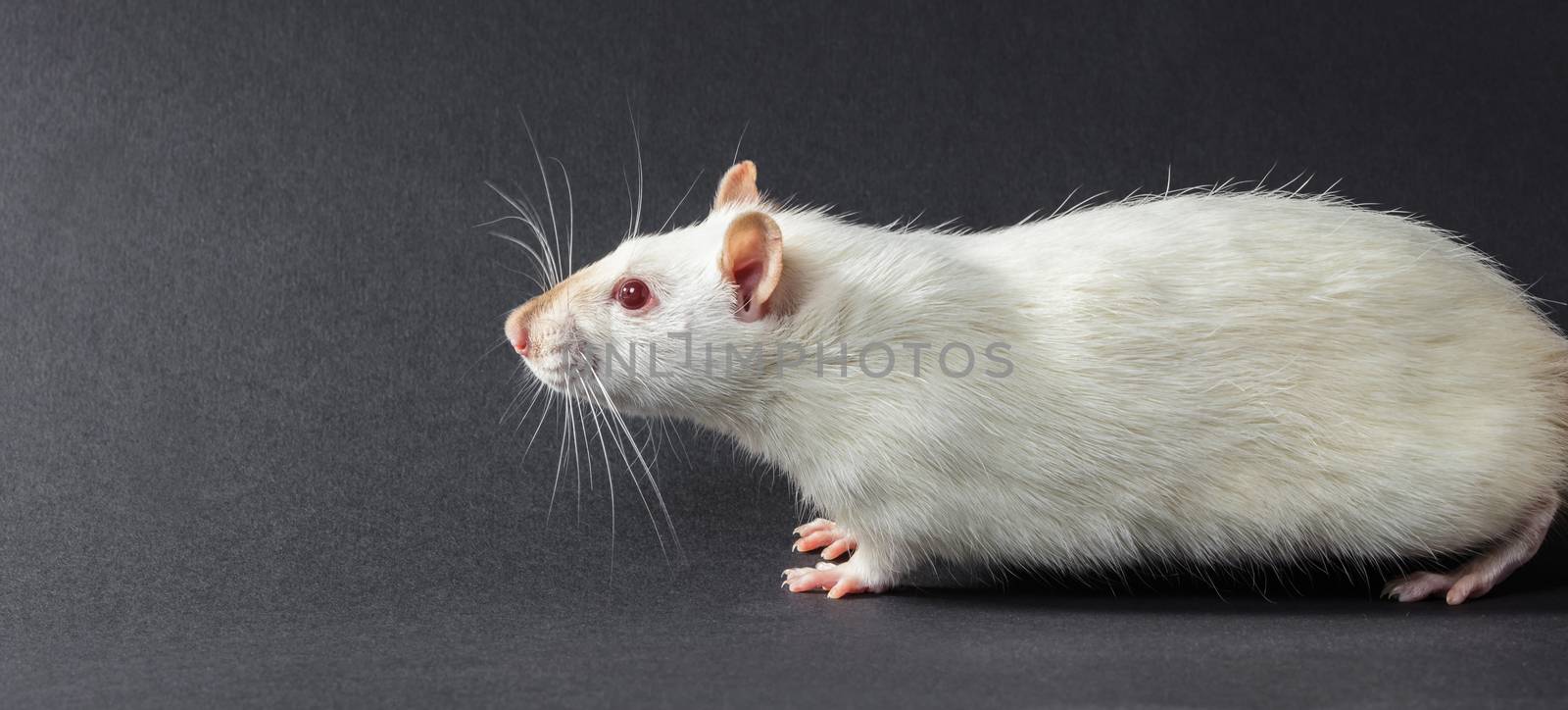 animal white rat close-up on a black background