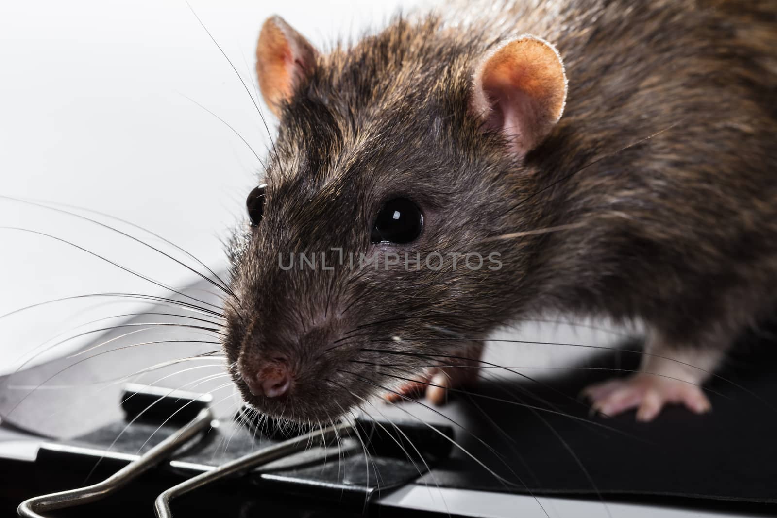 animal gray rat portrait close-up, sitting looking