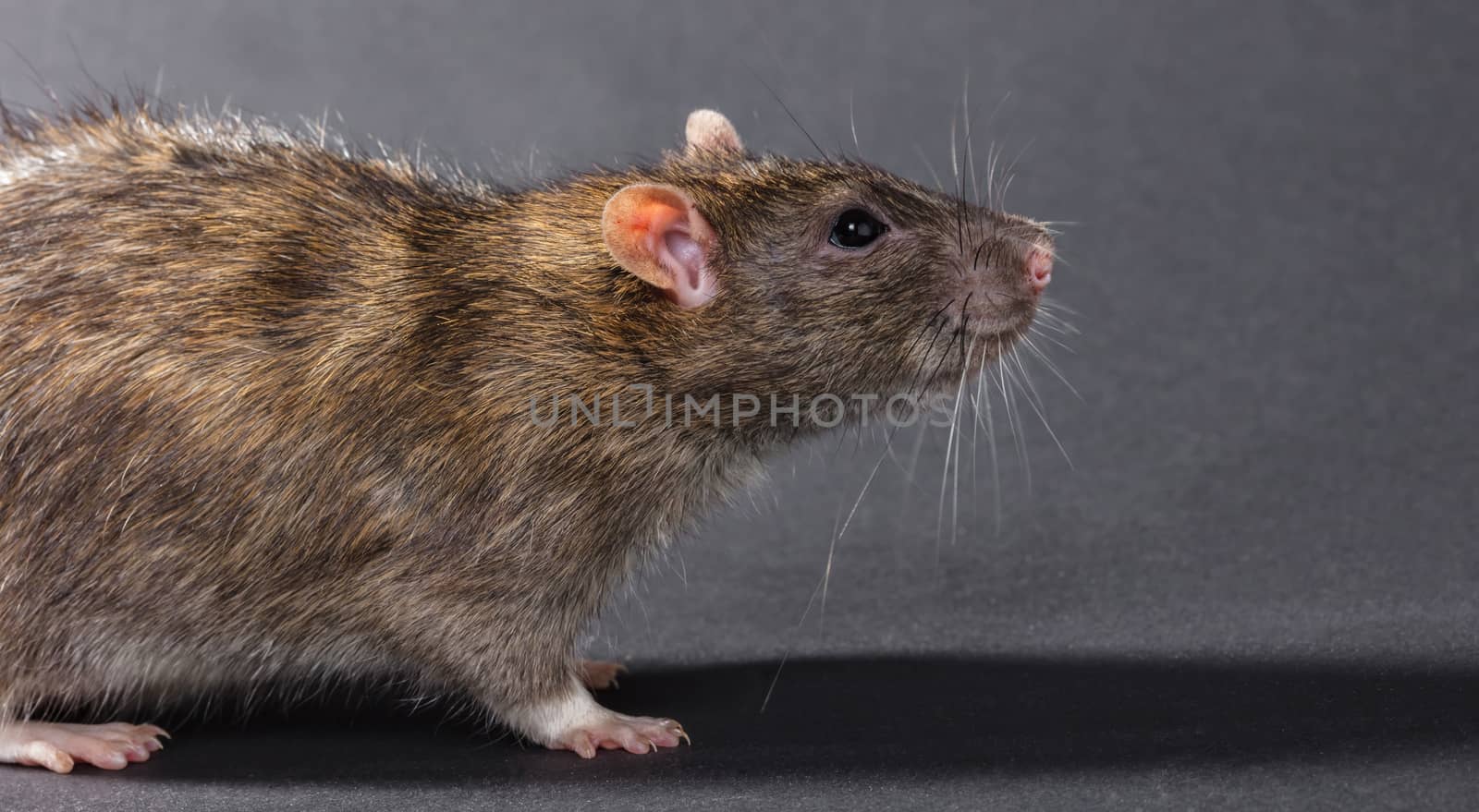 animal gray rat close-up on a black background