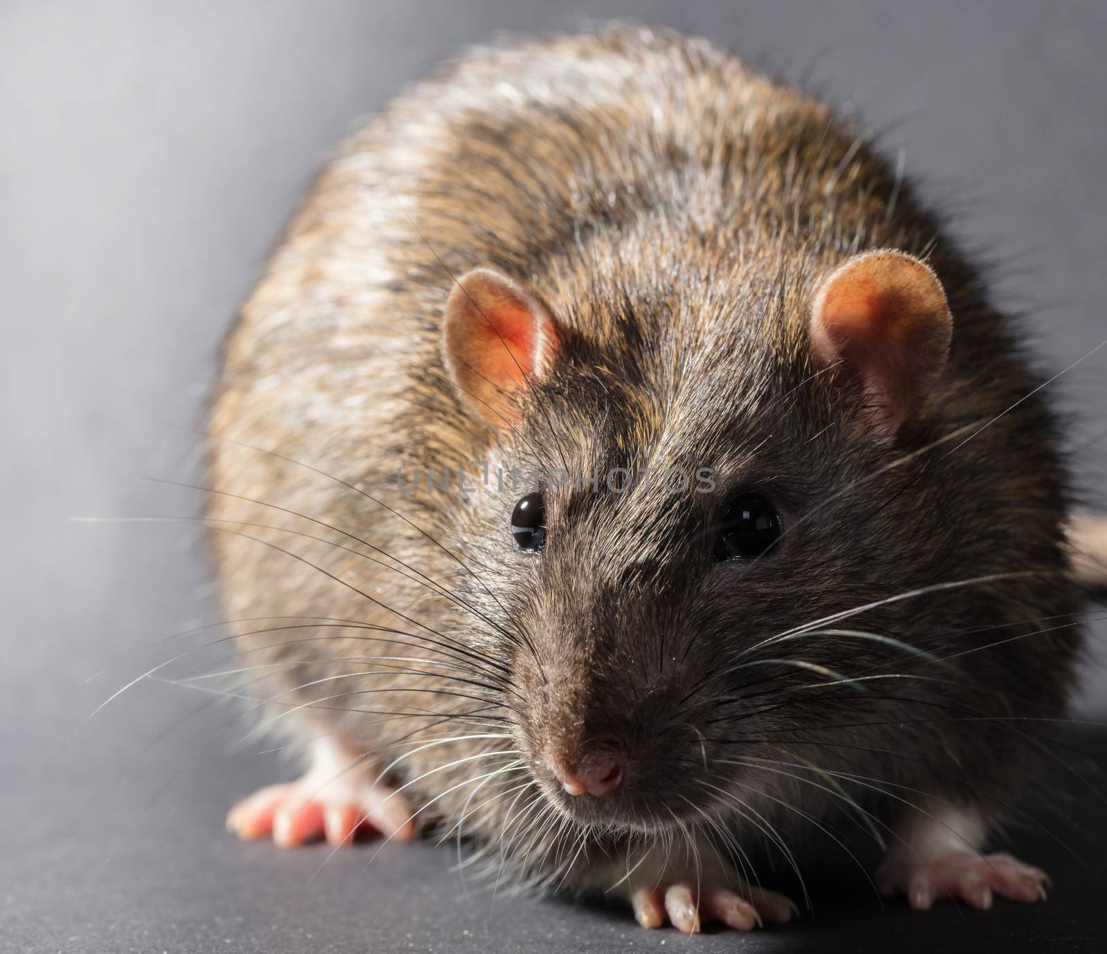 animal gray rat close-up on a black background