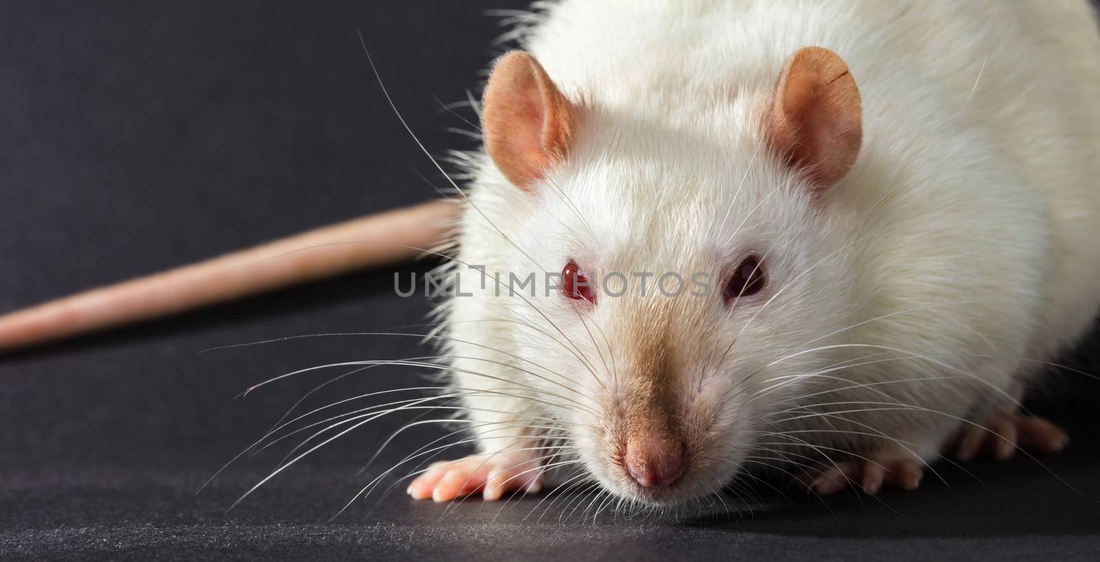 animal white rat close-up on a black background