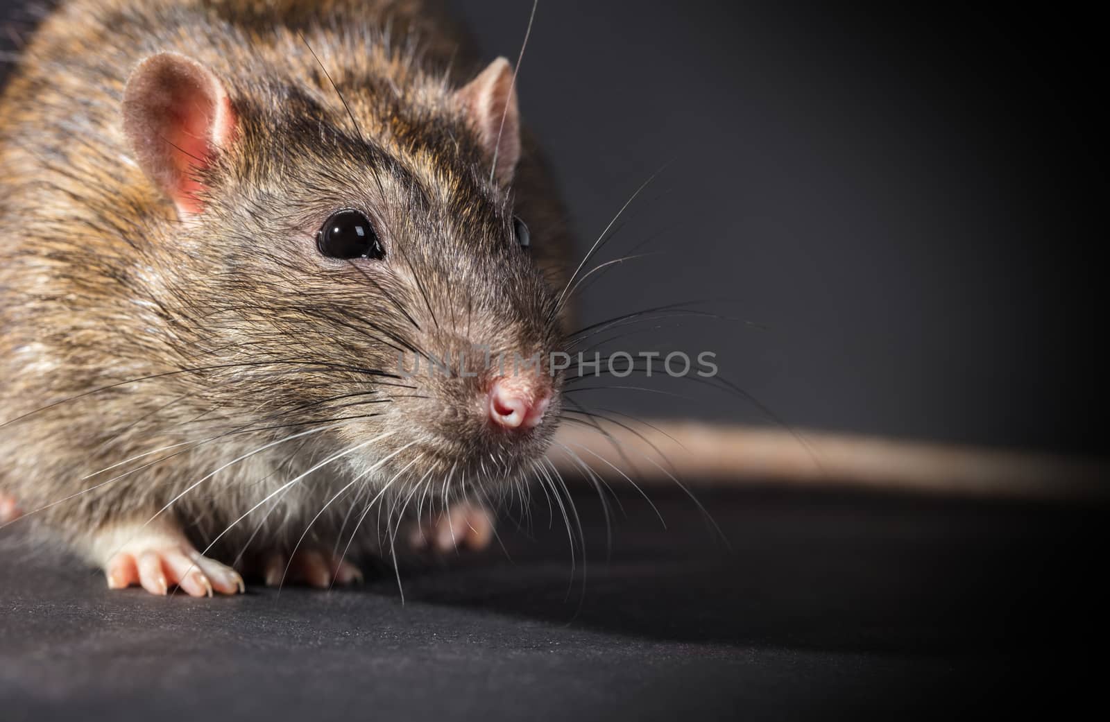 animal gray rat close-up on a black background