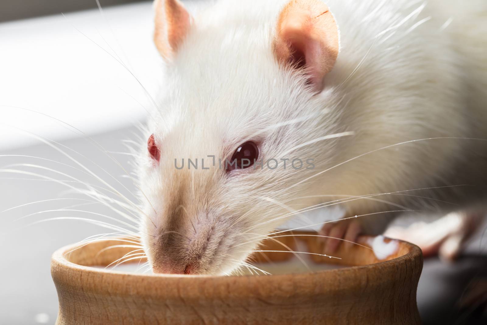 animal white rat eating on a black background