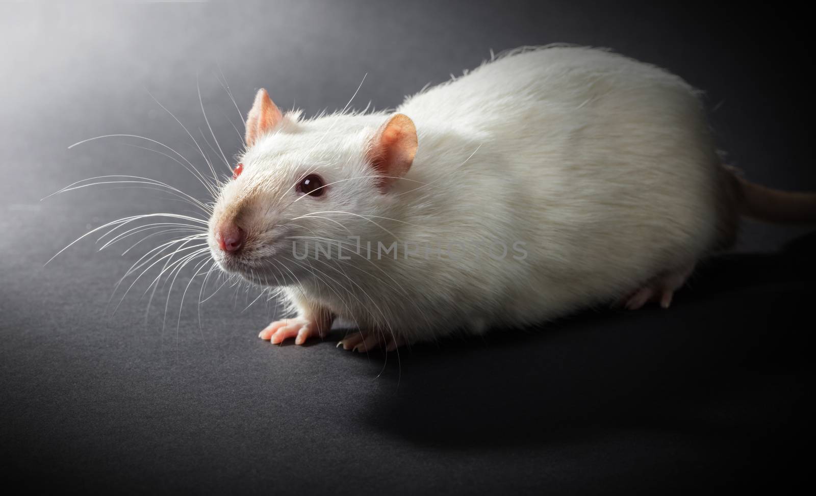 animal white rat close-up on a black background