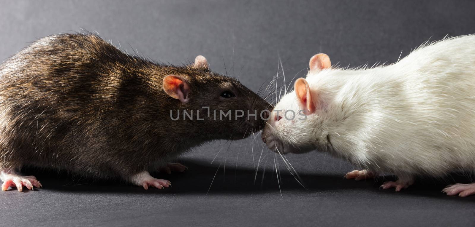 white and gray rats