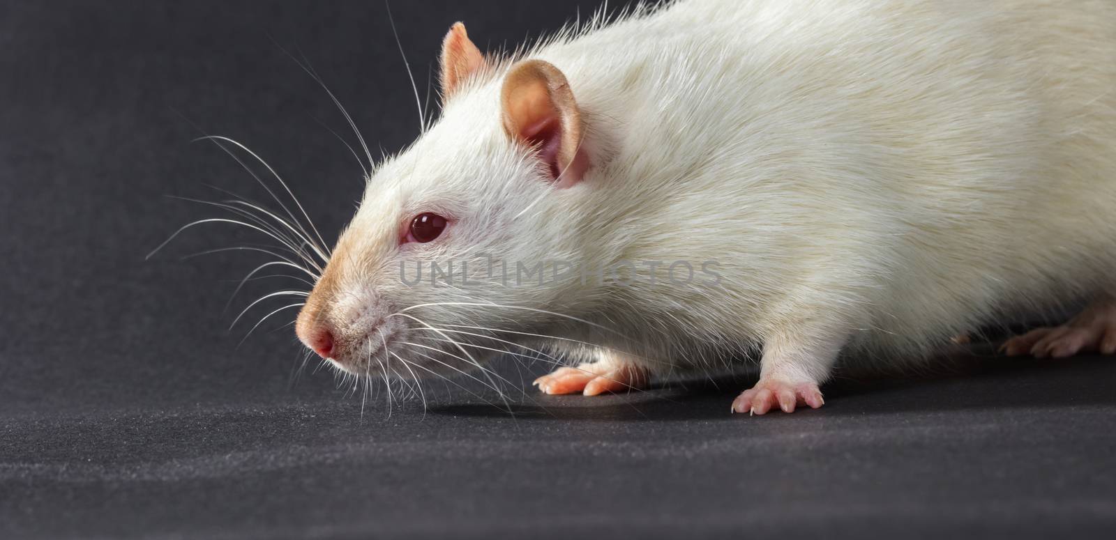 animal white rat close-up on a black background