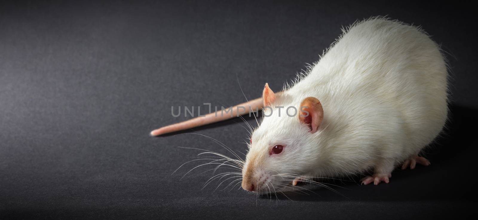 animal white rat close-up on a black background