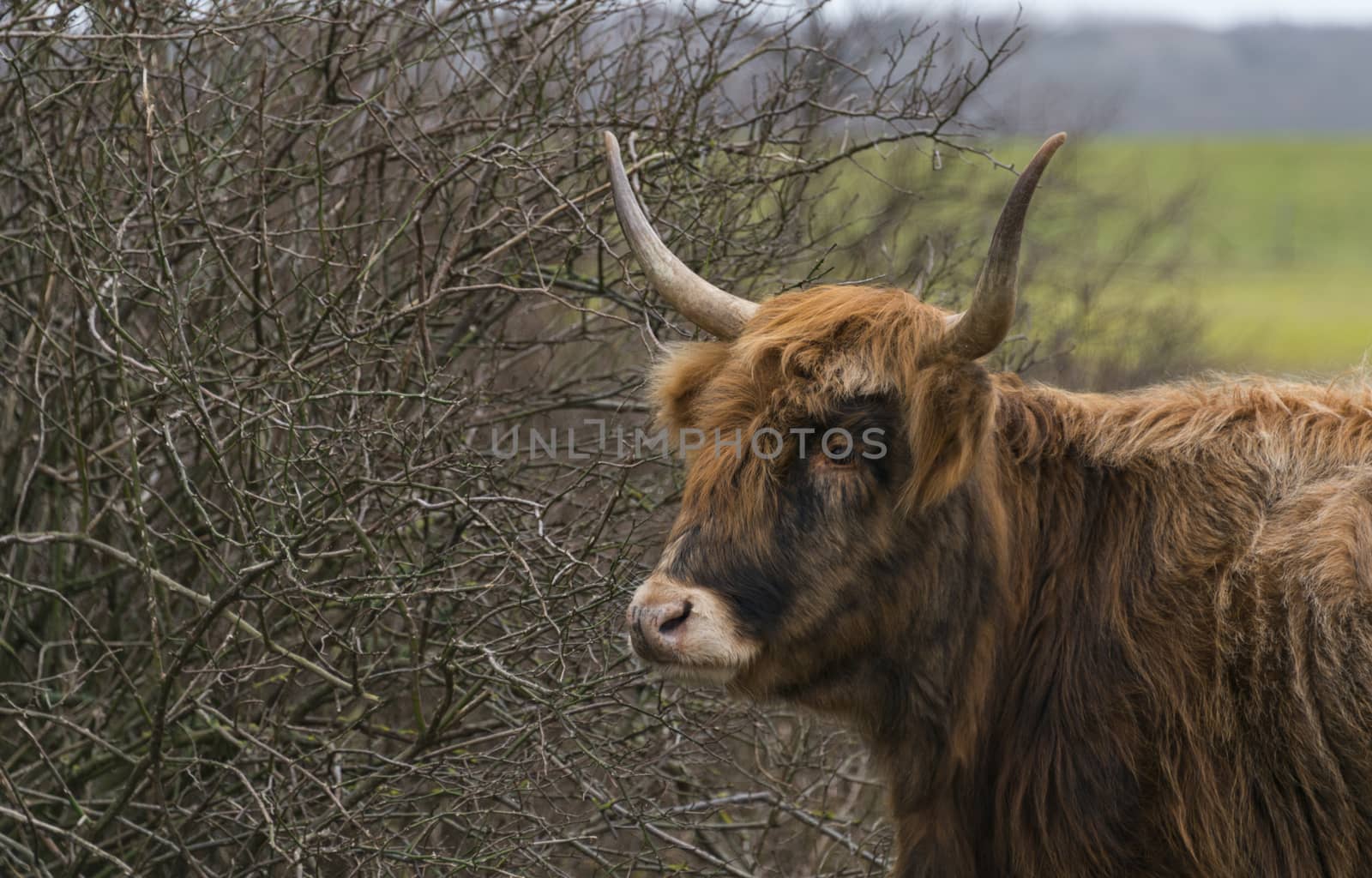 head of young galloway cow in the wild in holland