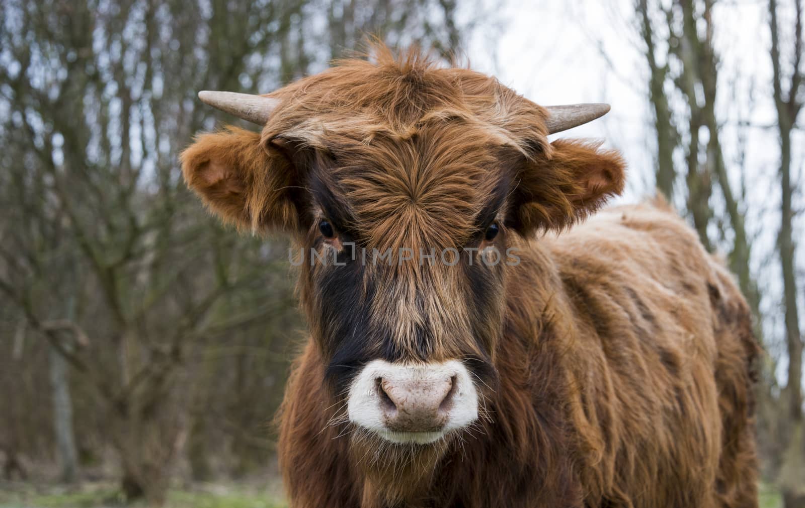 head of young galloway cow looking direct into camera