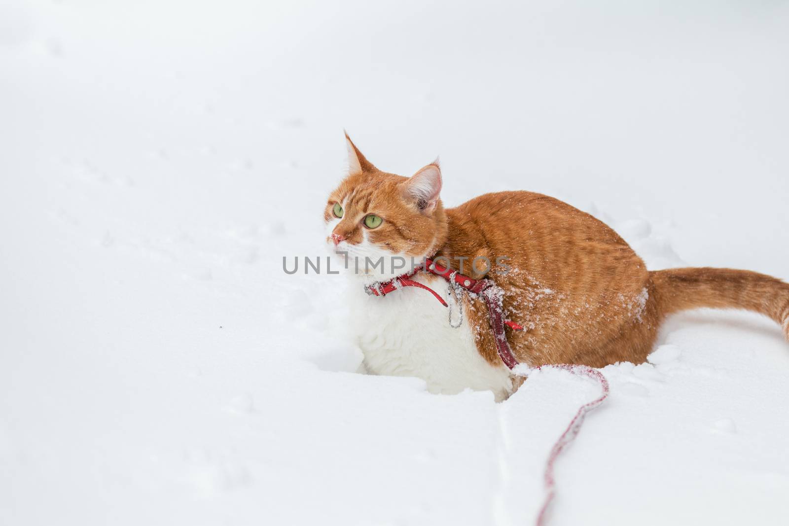 Cut red-white cat playing on white snow surface. Beautiful winter frozen day.