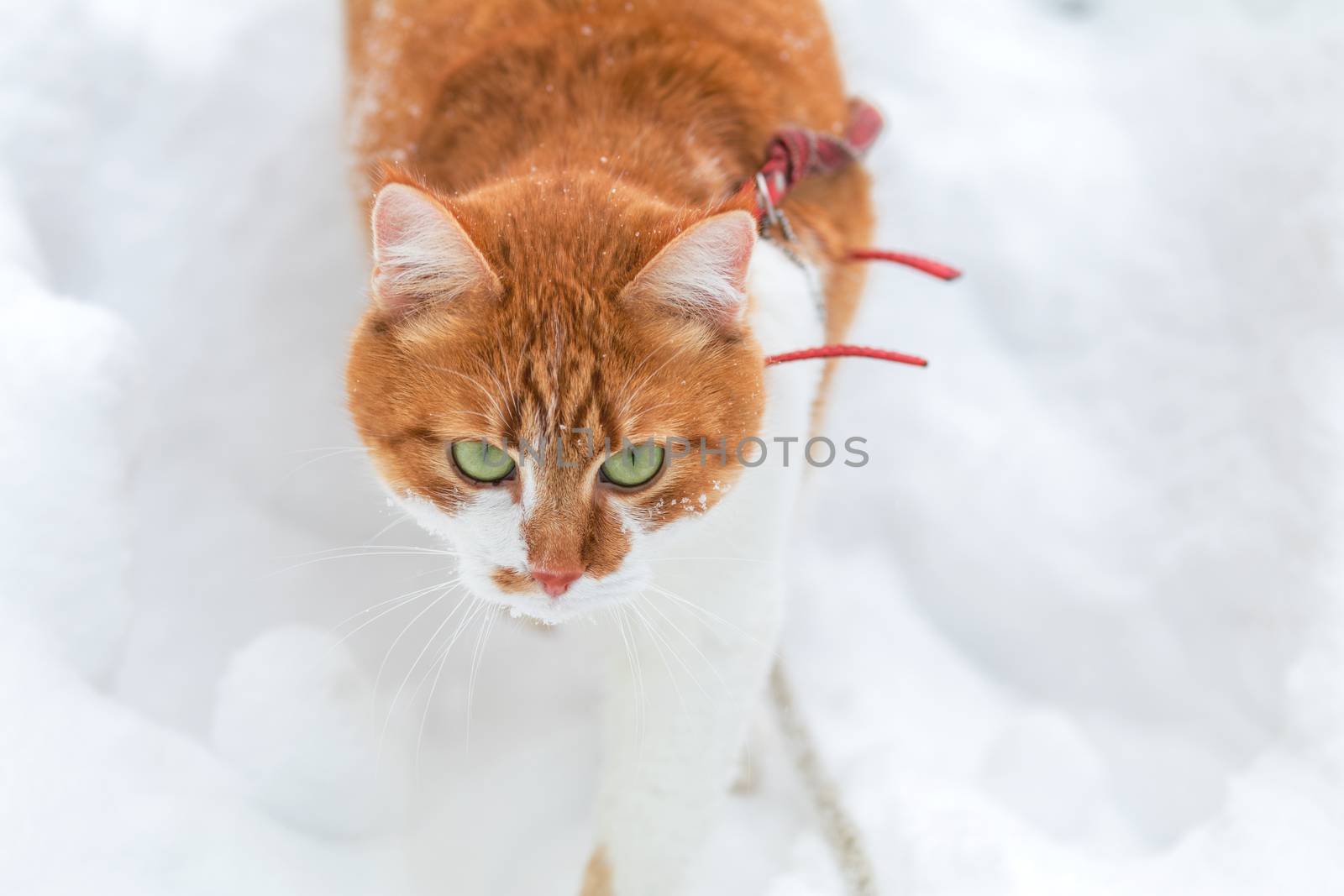 Cut red-white cat playing on white snow surface. Beautiful winter frozen day.